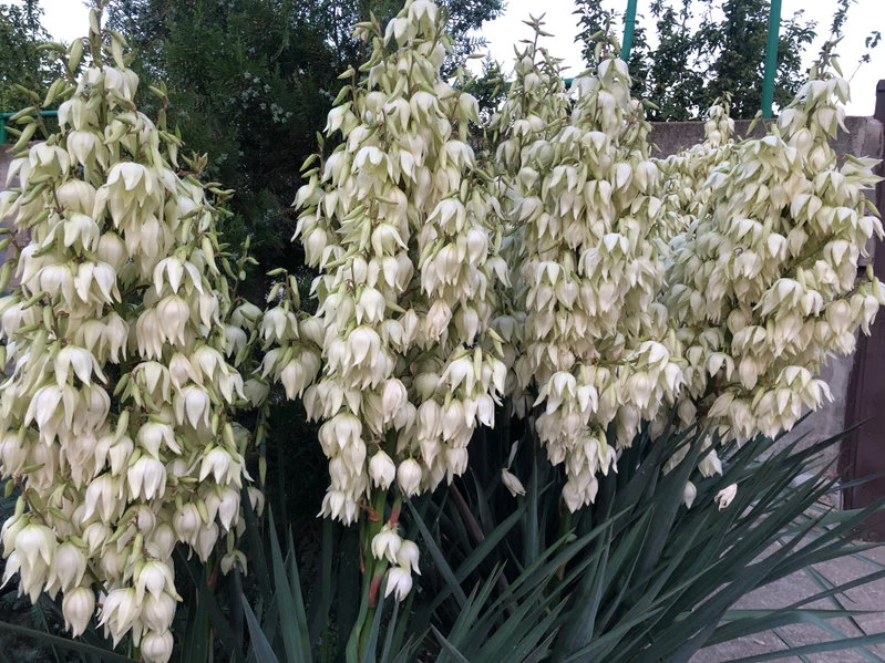 Juka karolińska to jedna z najpiękniejszych roślin odporna na suszę 
