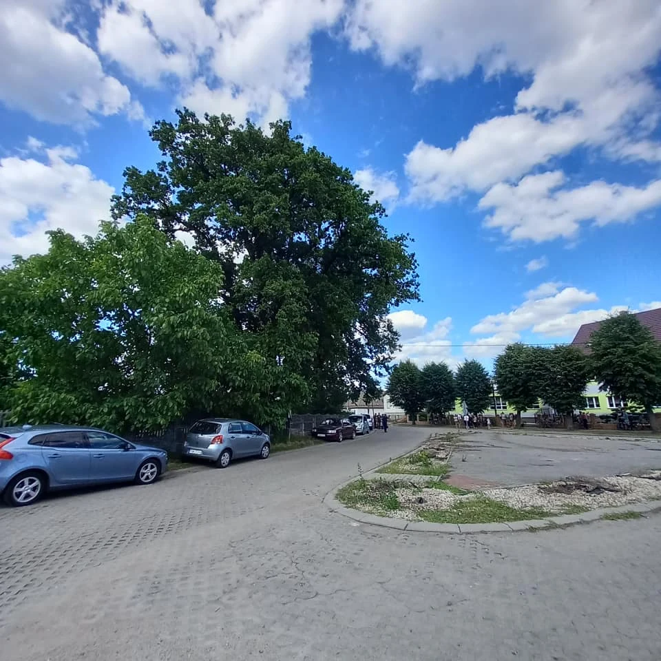 Planowane miejsce nowej zajezdni autobusowej w Przyborowie. Po lewej stare dęby. Planowane miejsce nowej zajezdni autobusowej w Przyborowie. Po lewej stare dęby.