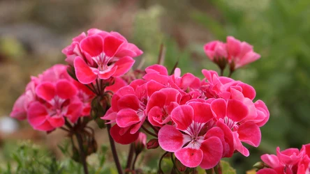 Co zrobić, by pobudzić pelargonie do kwitnienia?