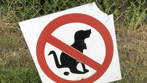 Niesprzątnięte po spacerze z psem? Jest już sposób na ten problem i karanie właścicieli