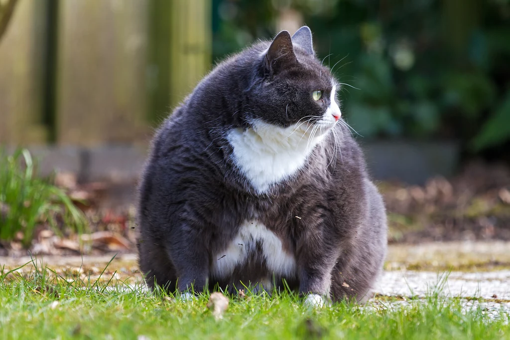 Nadwaga i otyłość u kotów może prowadzić do różnych problemów zdrowotnych