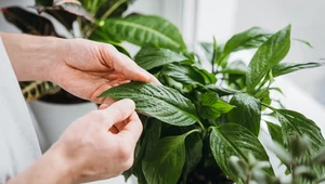 Jak ogrzewanie mieszkań wpływa na rośliny doniczkowe? To warto wiedzieć! 