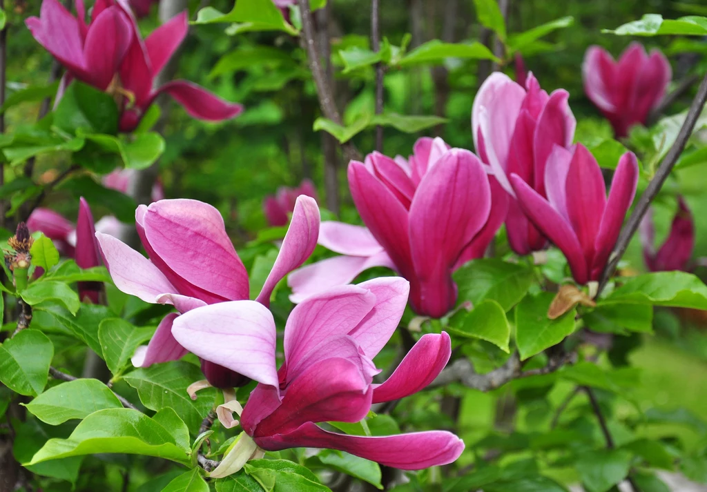 Warto mieć w swoim ogrodzie magnolię purpurową
