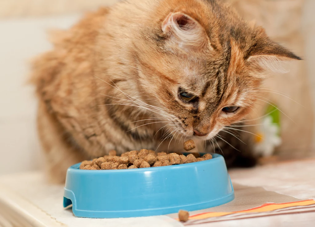 Kocia dieta najczęściej opiera się na gotowej karmie