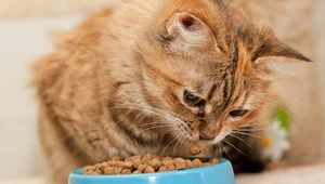 Co mogą, a czego nie mogą jeść koty? Musisz o tym pamiętać! 