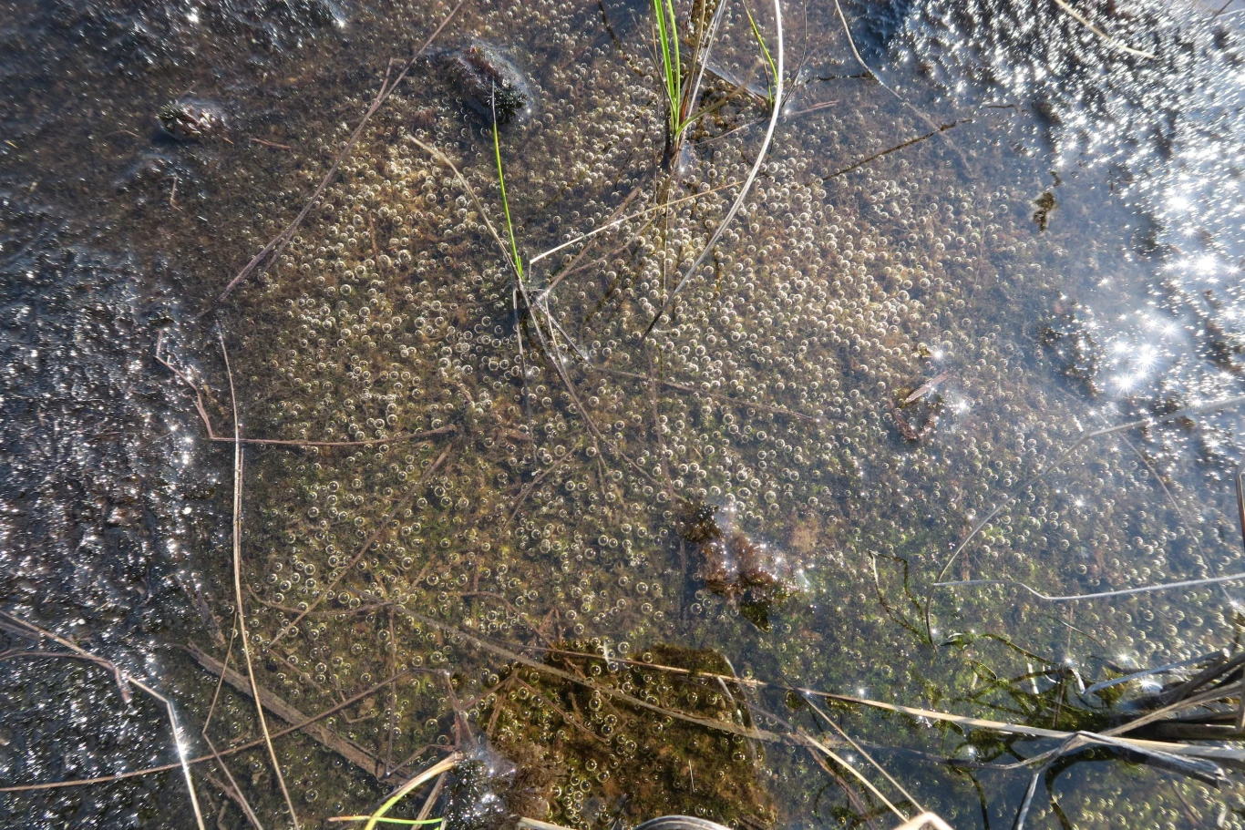 Topniejąca wieloletnia zmarzlina zwiększa emisję metanu z zalanych wodą powierzchni torfowisk.