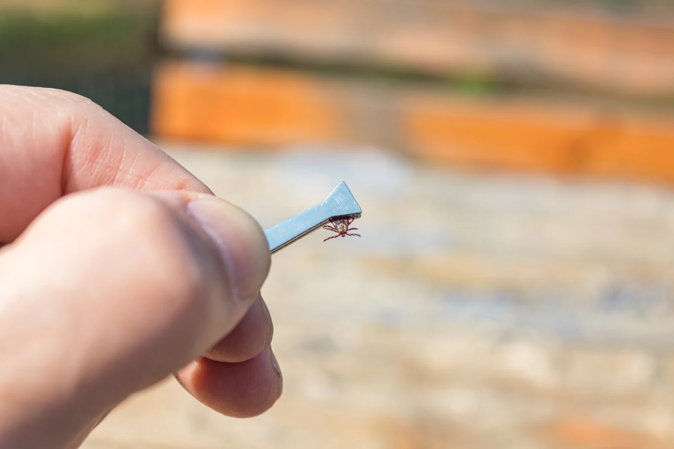Nie warto badać kleszcza na obecność bakterii Borrelia Nie warto badać kleszcza na obecność bakterii Borrelia