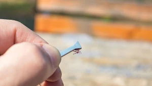 Nie warto badać kleszcza na obecność bakterii Borrelia