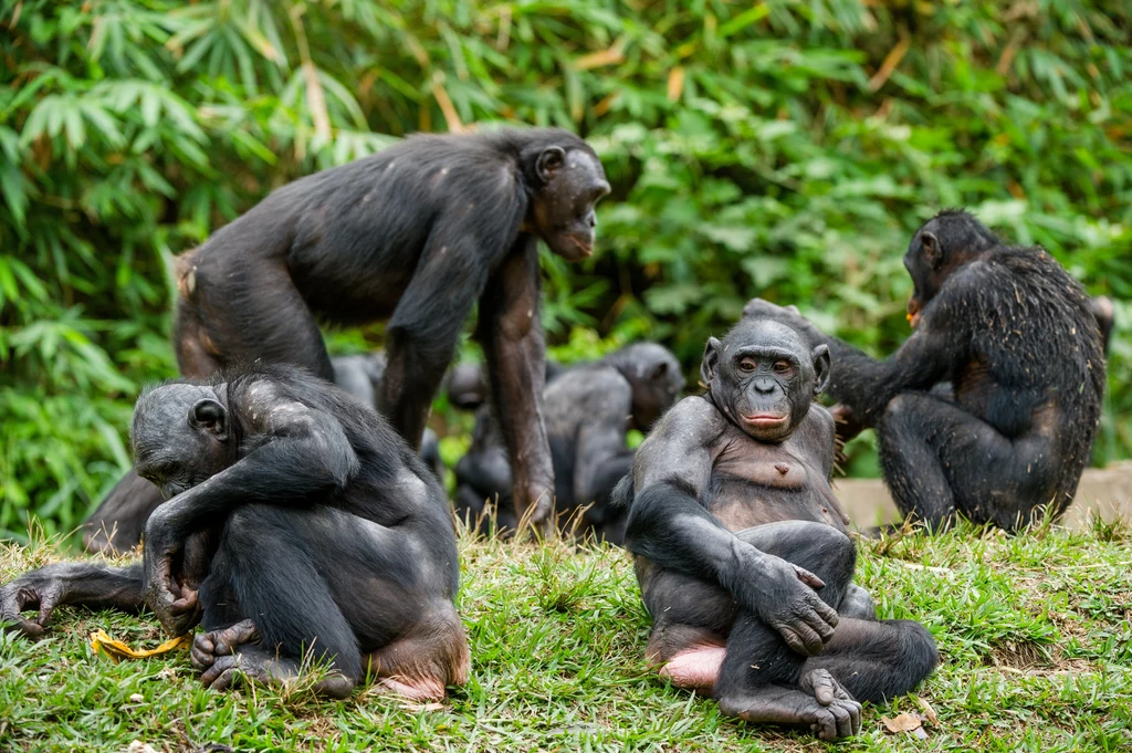 Urodzone na wolności białe szympansiątko zabili członkowie stada