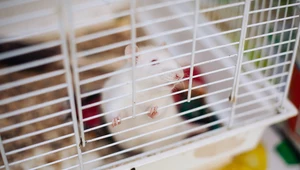 ​Rząd przyjął projekt ustawy ws. zwierząt wykorzystywanych w laboratoriach