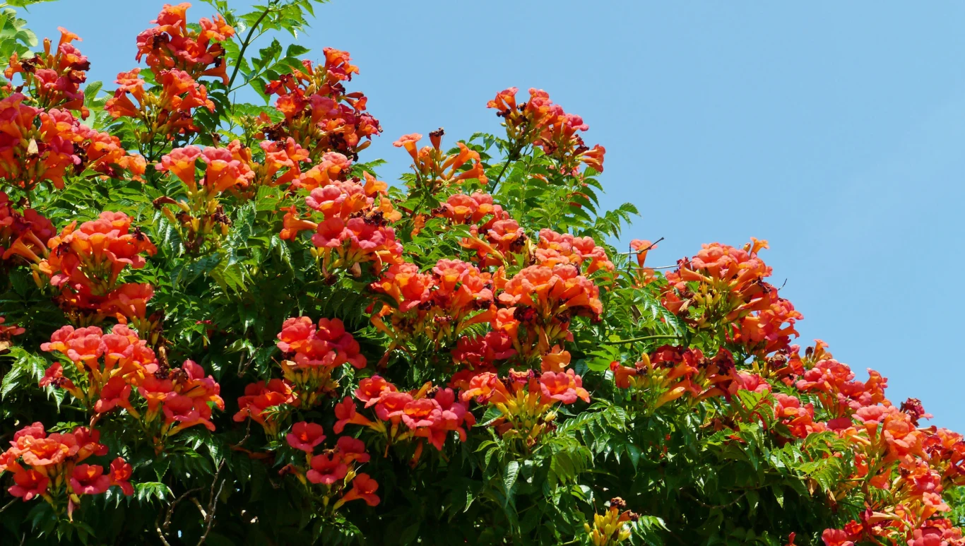 Milin amerykański wieloletnie długo kwitnące pnącze