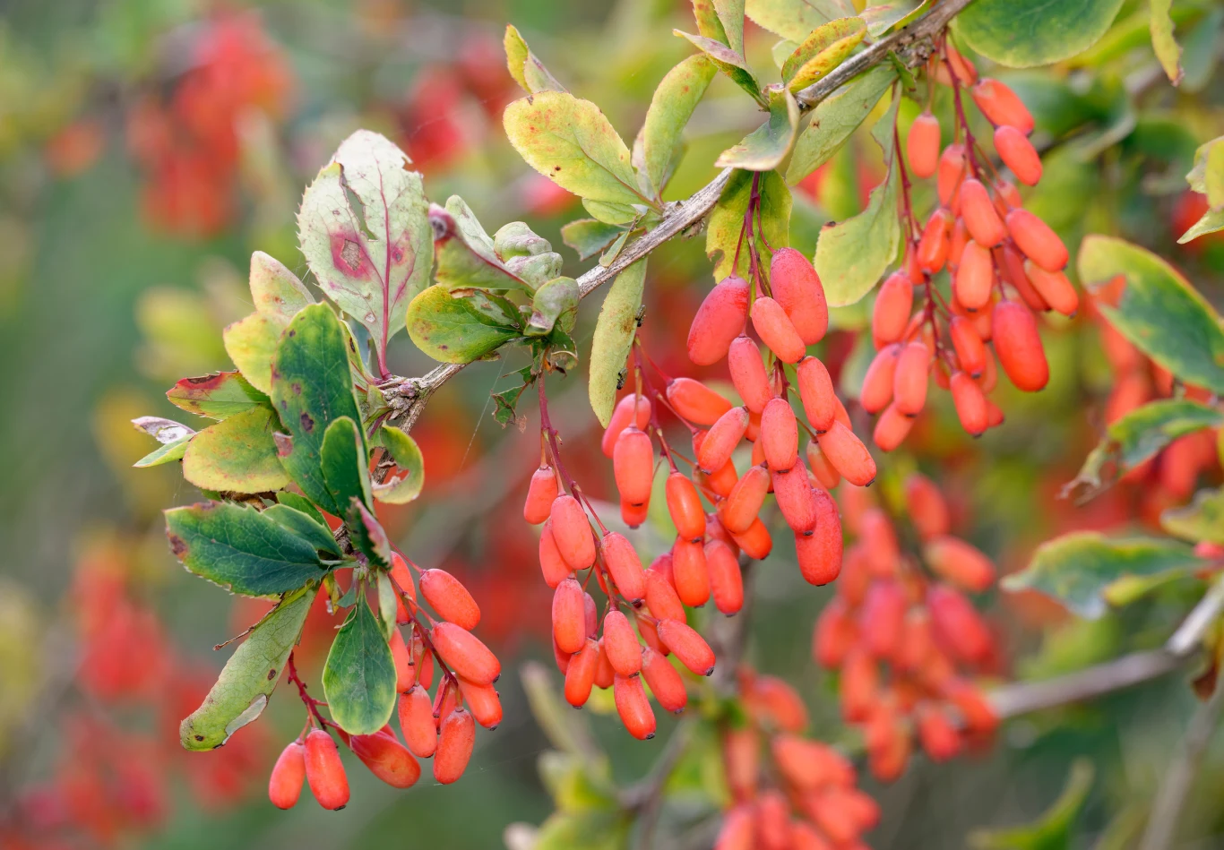Berberys to jeden z najpiękniejszych jesiennych krzewów, które powinieneś przyciąć we wrześniu Berberys to jeden z najpiękniejszych jesiennych krzewów, które powinieneś przyciąć we wrześniu