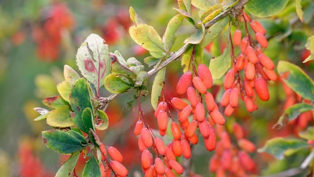Berberys to jeden z najpiękniejszych jesiennych krzewów, które powinieneś przyciąć we wrześniu