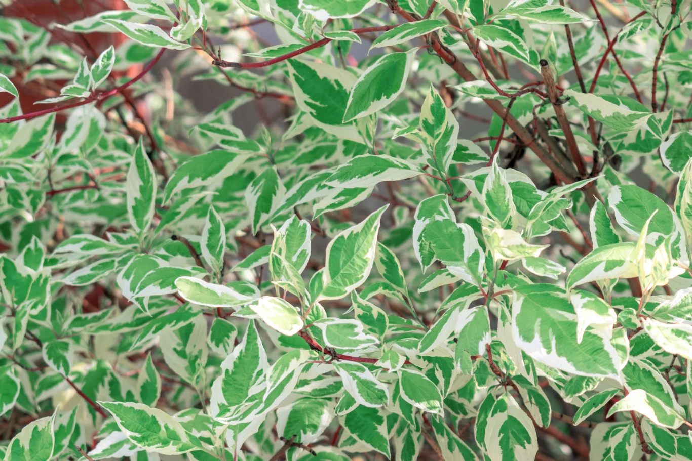 Dereń biały może z powodzeniem zastąpić tuje w ogrodzie. To świetna roślina na żywopłot Dereń biały może z powodzeniem zastąpić tuje w ogrodzie. To świetna roślina na żywopłot