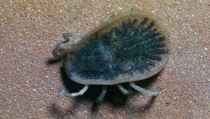 Tak wygląda obrzeżek gołębi