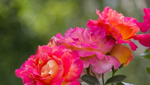 Szkodniki róż: Szypszyniec różany i skoczek różany
