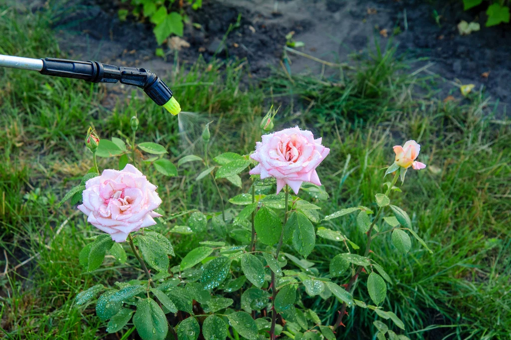 Ekologiczne opryski na mszyce mogą sprawdzić się także w przypadku skoczka różanego 