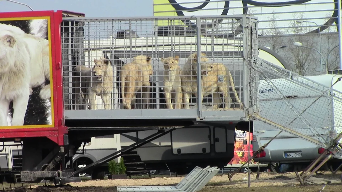 Tygrysy w klatce jednego z polskich cyrków 