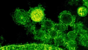 ​Naukowcy odnaleźli nieznane dotąd wirusy sprzed 15 tys. lat 