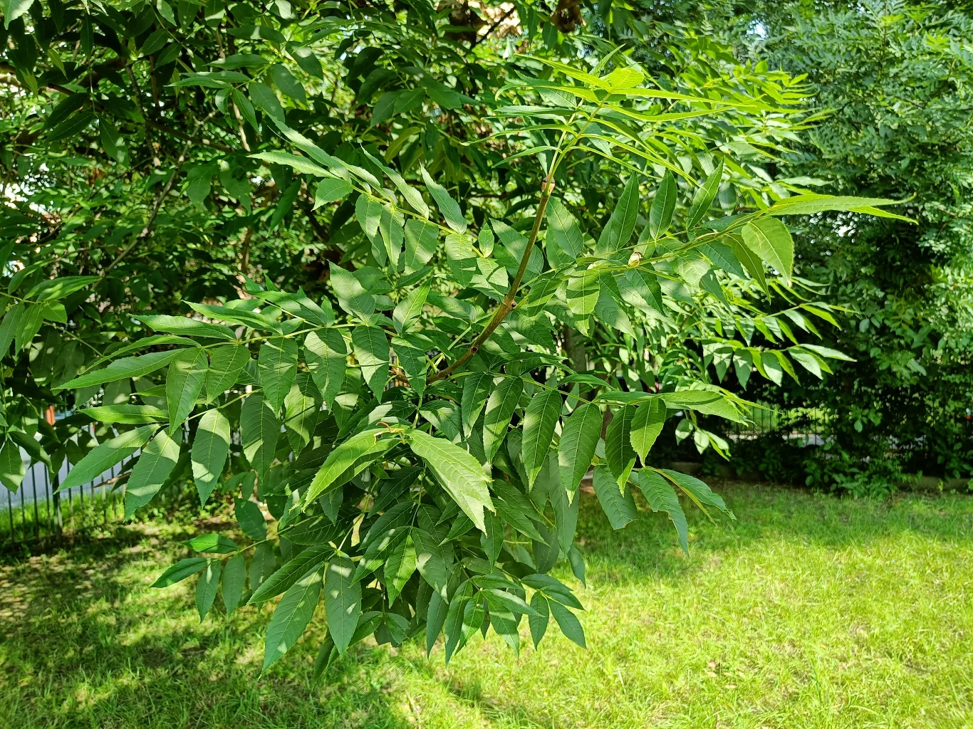 Zdjęcie wykonane aparatem głównym OnePlus Nord 2 5G