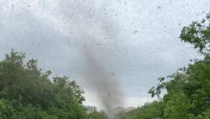 Tornado komarów. W Rosji spełnił się prawdziwy koszmar