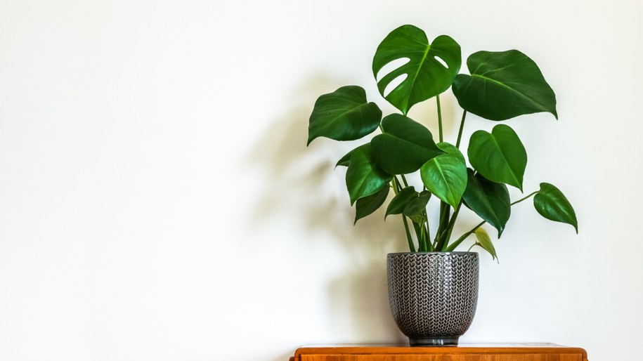 Monstera dziurawa: pielęgnacja, podlewanie Monstera deliciosa