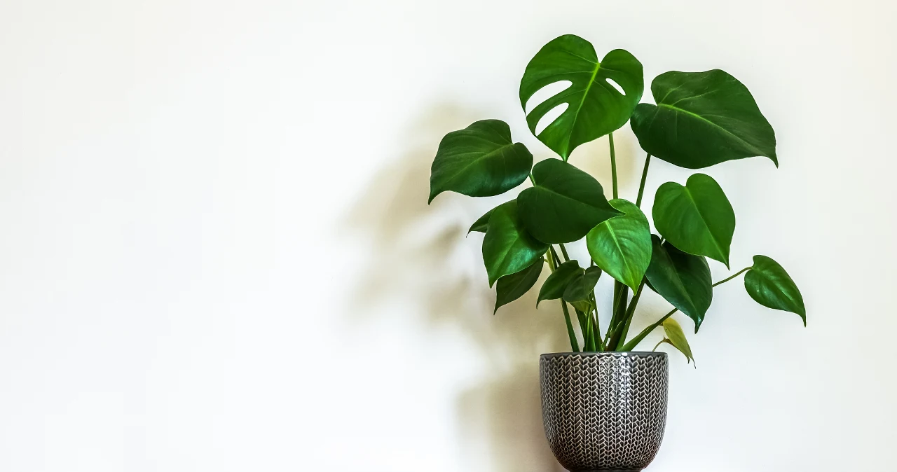 savory plant Savory