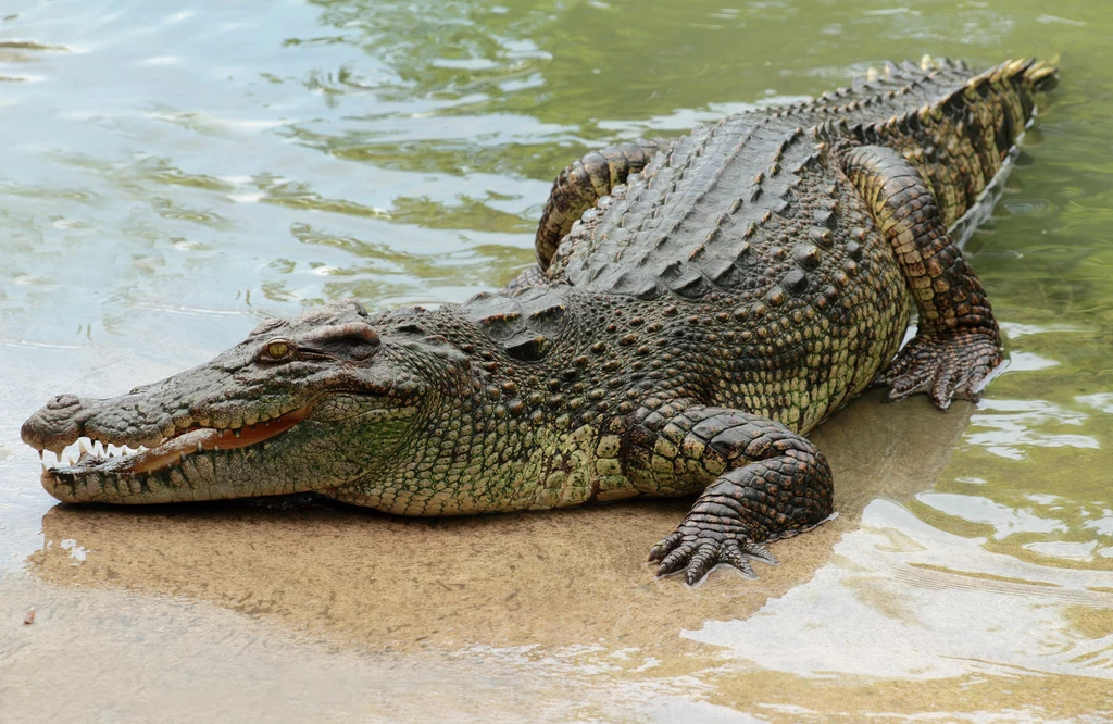 Krokodyl znad Jeziora Kunickiego, nazywanego również "polskimi Hawajami", wywołał poruszenie wśród okolicznych mieszkańców. Czy był prawdziwy?
