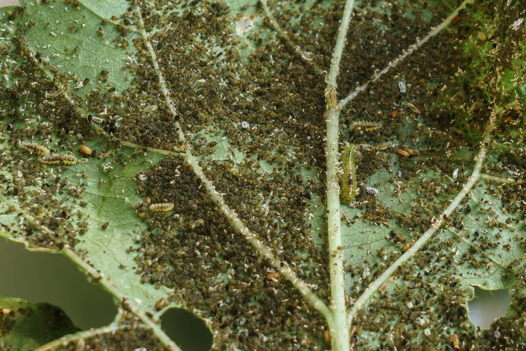 Wełnowce, mszyce i wciornastki - to najgroźniejsze owady atakujące rośliny
