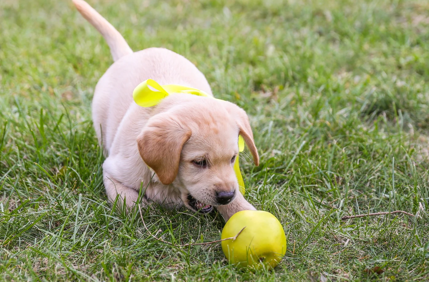 Żółta wstążka u psa nie zwalnia opiekuna z odpowiedzialności Żółta wstążka u psa nie zwalnia opiekuna z odpowiedzialności