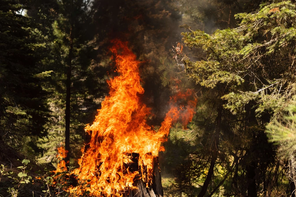 W zachodnich stanach USA płonie w tej chwili ponad 80 potężnych pożarów.