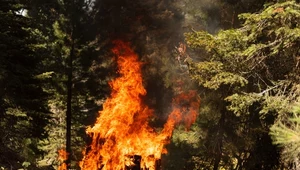 USA: Pożar tak ogromny, że tworzy własną pogodę