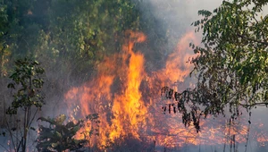 W Kolumbii Brytyjskiej ogłoszono stan wyjątkowy. W gaszeniu potężnych pożarów pomaga wojsko