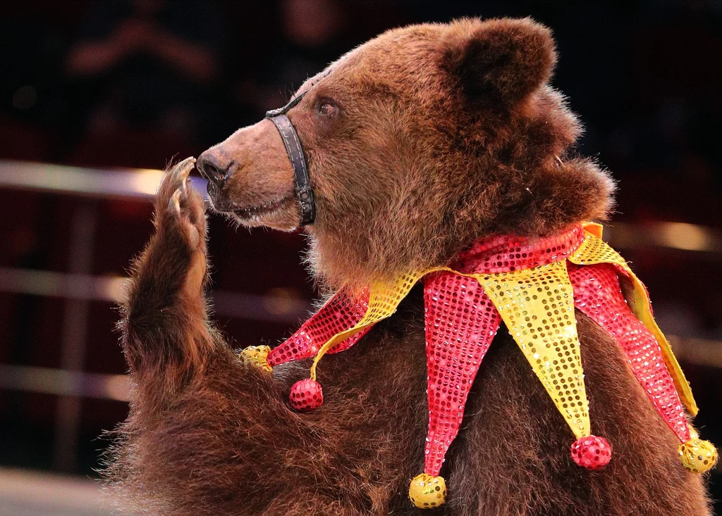Większość Polaków chce zakazu występów zwierząt w cyrku