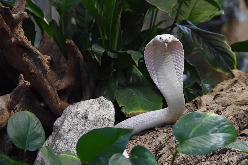 Śmiertelnie jadowita kobra nepalska.