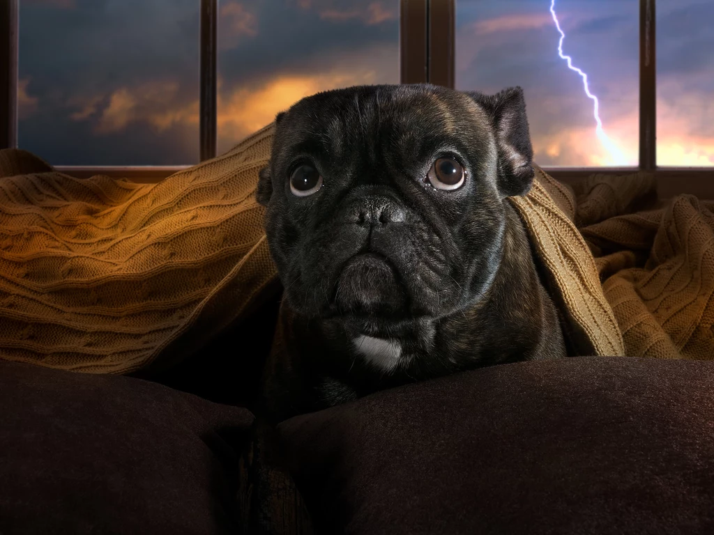 Jak chronić psa przed burzą?