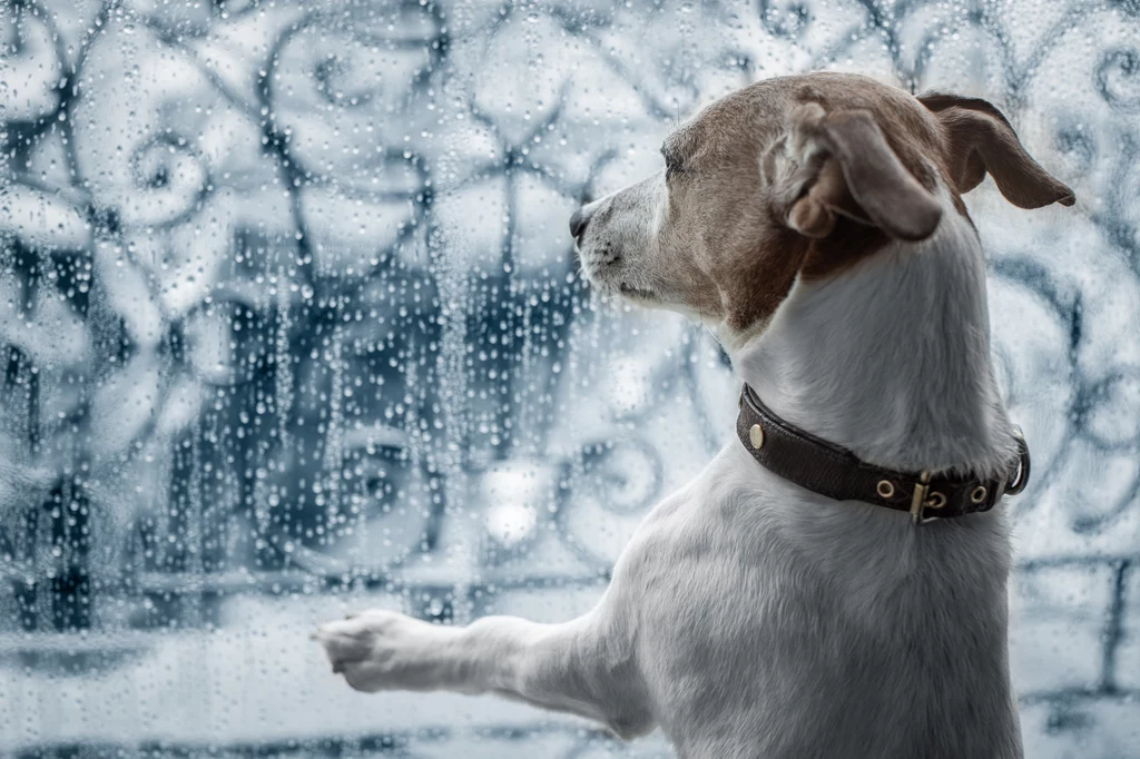 Powody, dla których psy boją się burzy mogą być różne