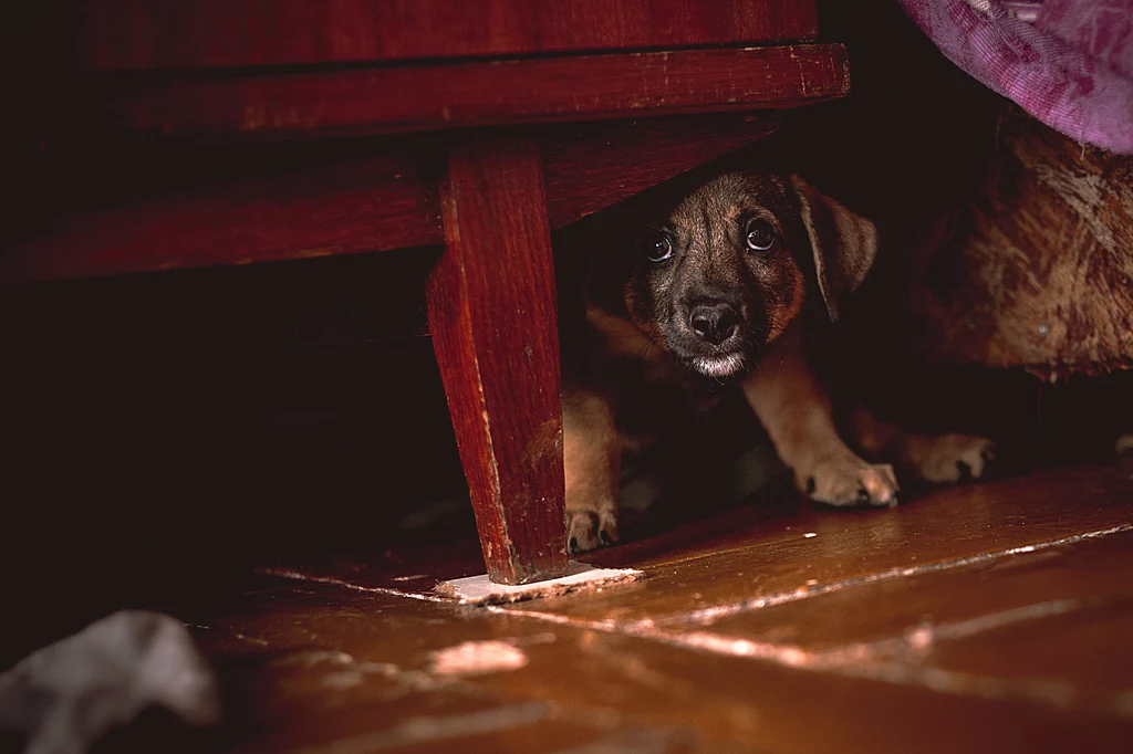 Psy szukają schronienia, gdzie nie będą widzieć i słyszeć symptomów burzy