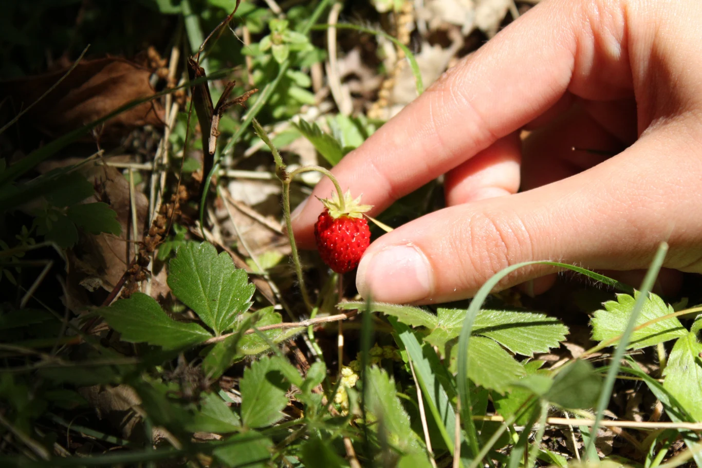 Leśne poziomki kuszą nas swoim zapachem i kolorem. Ale przed zjedzeniem koniecznie trzeba je umyć