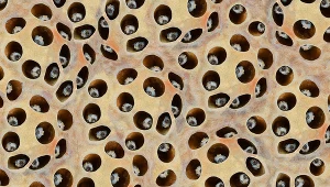 U wielu osób obrazy tego typu wywołują niepokój i chęć odwrócenia wzroku