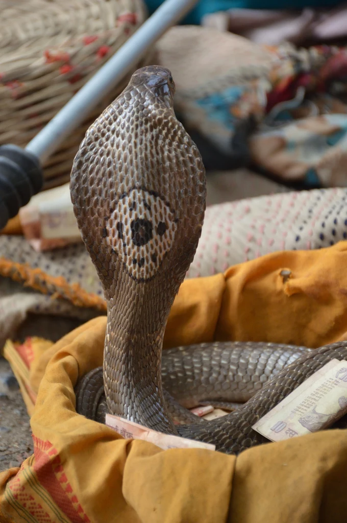 Kobra nepalska