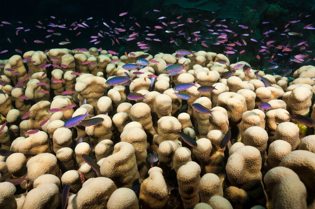90 proc. koralowców wymrze, jeśli temperatura na Ziemi wzrośnie o 1,5 st. Celsjusza