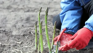 Polacy nie chcą już pracować za granicą przy zbiorach warzyw i owoców