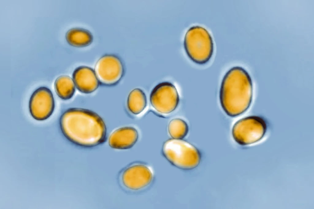 Candida auris w powiększeniu Candida auris w powiększeniu
