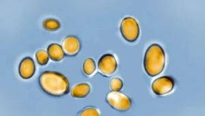 Candida auris w powiększeniu