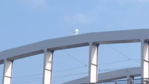 ​Poznań: Krzesło na... moście Rocha