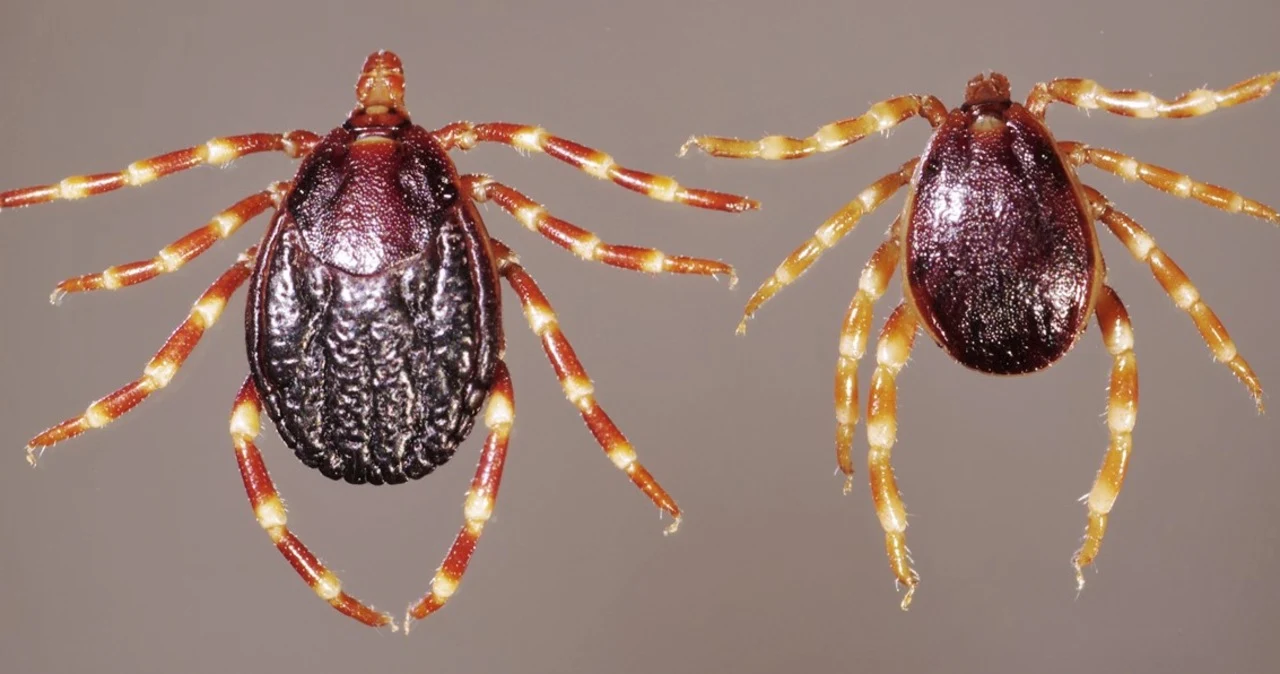 Afrykańskie kleszcze Hyalomma - wszystko wskazuje na to, że dotrą one także do Polski