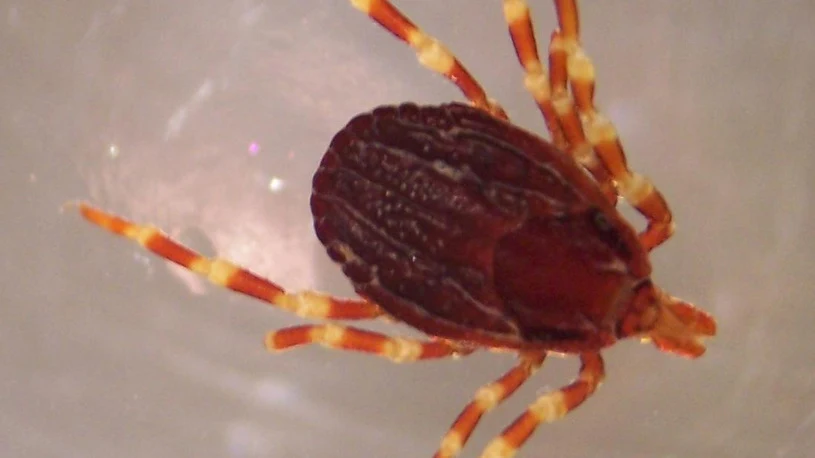 Ważna rada: Pasożyta nie należy przypalać, wykręcać, ani smarować żadnymi substancjami, które mogłyby go rozdrażnić