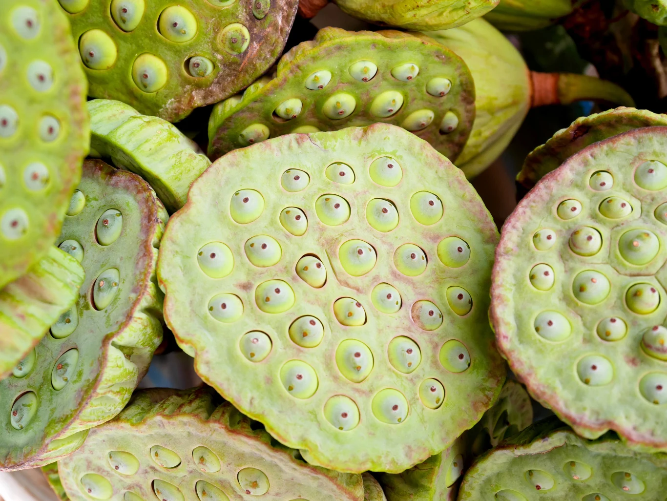 Jeden z najsłynniejszych "straszaków" trypofobików. Kwiat lotosu zachwyca, ale jego nasiona już niekoniecznie Jeden z najsłynniejszych "straszaków" trypofobików. Kwiat lotosu zachwyca, ale jego nasiona już niekoniecznie