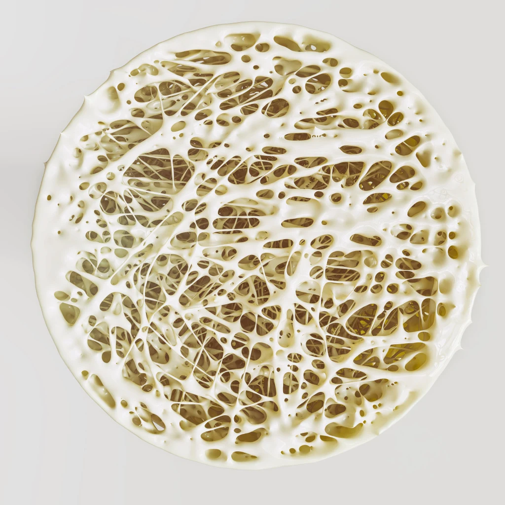 Przekrój kości też może wywołać dreszczyk u niektórych wrażliwców Przekrój kości też może wywołać dreszczyk u niektórych wrażliwców